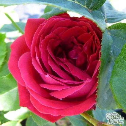 Rose Dame de Coeur